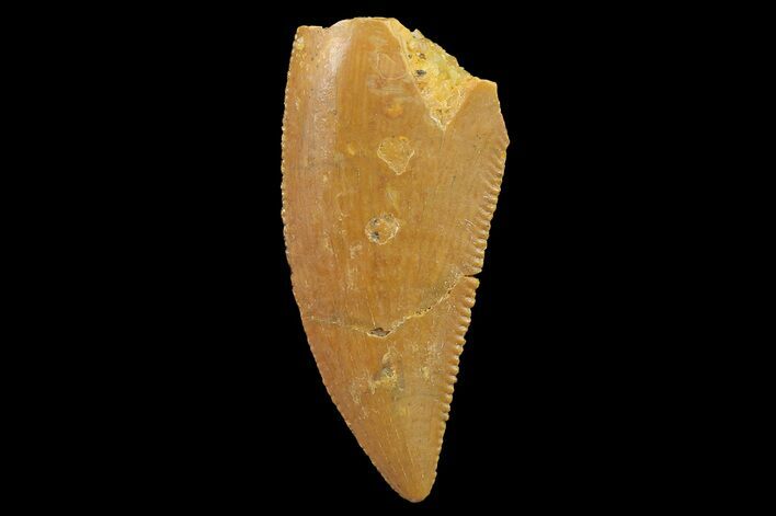 Serrated, Raptor Tooth - Real Dinosaur Tooth #179549